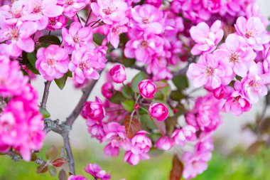 Taze bahar sakurası doğada. Doğada sakura. Doğada dalda çiçek açan sakura. Baharın doğal fotoğrafı Sakura çiçek açıyor..