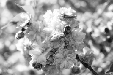 Baharda çiçek açan sakura ağacının pembe çiçekleri. makro.