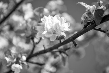Çiçek açan Sakura 'nın yakın plan fotoğrafı. Çiçekli sakura çiçeği. Çiçek açan sakura çiçeği. Bahar sakura dalda çiçek açıyor..