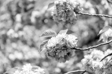 bahar sakurası çiçek açar. Bahar Sakura dala çiçek açar. Bahar sakura çiçeğinin görüntüsü. bahar sakurası açar..