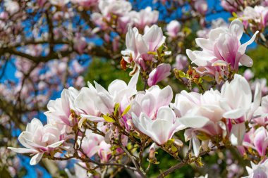 Manolya ağacı baharda çiçek açar. Bahar doğası. Çiçekli manolya ağacı. Güzel bir bahar sezonu. Magnolia ağacı çiçek açar. Ağaçtaki güzel pembe bahar manolyası çiçeği. İlkbahar güzelliği.
