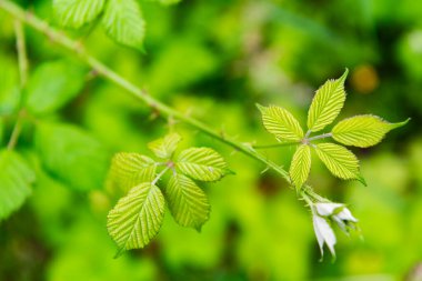 Bahar doğasında yeşil böğürtlen yaprağı, parlak yapraklar, yeşil çevre. Baharda doğa. Yeni bir hayat. Blackberry bitkisi. Böğürtlen yeşili yaprak..