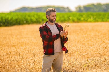Tarlada çiftçi. İspanyol çiftçi tarla hasadını kontrol ediyor. Tarımcı çiftçi adam. Mevsimlik mahsul rotasyonu. Ürün koruması. Tarım çiftliği. Tarladaki çiftçi. Hasat ve çiftçilik..