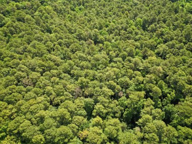 Yeşil ormanın manzarası. Yaz ormanı. Ormanın manzaralı manzarası. Ormanın havadan görünüşü. İlkbaharda yeşil orman manzarası. Doğa manzarası. Manzara manzaraları.
