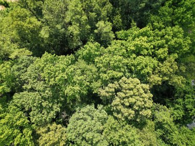 Yeşil ormanın manzarası. Yaz ormanı. Ormanın manzaralı manzarası. Ormanın havadan görünüşü. İlkbaharda yeşil orman manzarası. Doğa manzarası. Vahşi alanlar.