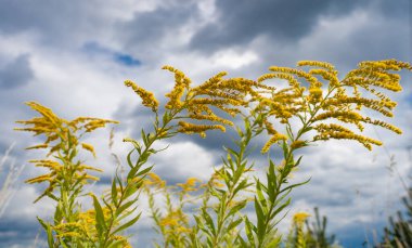 Sarı polenli Kanada altın çubuğu. Doğa bitkisi. Çimenli Kanada altın sarısı bitkisi olan doğa. Çimenli altın çayırlı yaz çayırı. Altın çubuklu otlak çayırı. Solidago canadensis.
