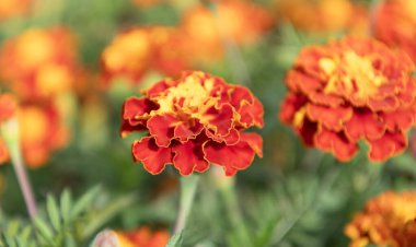 Çiçekli kadife çiçeği. Turuncu Aztek kadife çiçeği. Doğal çiçek tomurcukları. Flora Doğa. Doğada çiçek açan parlak çiçek. Kadife çiçeği. Doğada çiçekli kadife çiçeği.