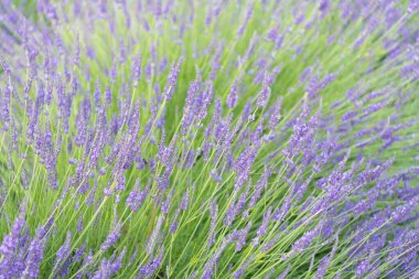 Mor lavanta. Yazın lavanta çiçeği. France Provence sahasında. Mor lavanta doğada çiçek açar. Doğanın bileşimi. Çiçek açan yaz çiçekleri. Çiçek tarlası. Lavanta tarlası.