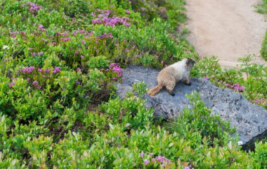 Vahşi yaşam doğası. Marmot capybara. Dağ sıçanı vahşi dağ sıçanı. Dağ kemirgeni. Capybara açık havada. Hayvanat bahçesindeki vahşi hayvan. Parktaki dağ sıçanı. Kemirgen hayvan dağ sıçanı. Kemirgen dağ sıçanı hayvanı. Dağ sıçanı..