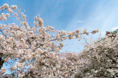 beautiful sakura tree flower blooming nature background in spring.