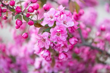 Çiçekli sakura çiçeği. Çiçekli sakura çiçeği. Çiçekli sakura dalda çiçek açıyor. Çiçekli sakura çiçeğinin fotoğrafı..