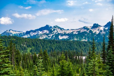 Dağlı orman doğası. Dağ kırsalında doğa. Dağ manzaralı bir yer. Manzara kozalaklı orman. Ormanlı çam ağacı dağı manzarası. Dağ manzarası. Seyahat hedefi.