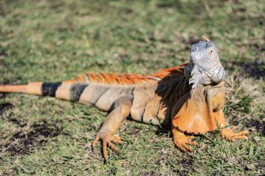 Vahşi yaşam hayvanat bahçesi ormanda. Çimlerin üzerinde iguana kertenkelesi. Amerikan iguana otçul kertenkelesi. Egzotik iguana sürüngeni. Egzotik sürüngen hayvanı. Vahşi yaşam hayvanı. Doğadaki sürüngen hayvan. Güneşlenen iguana.