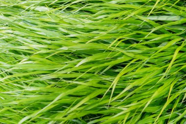 Yeşil çimenler. Yeşil çimenli doğa. Çimenli çimenli yaz çayırı. Yeşil doğa geçmişi. Otlak arazisi çayırı. Çimen arka planı. doğa ortamı.