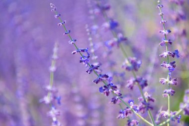 Lavanta tarlası. Yazın lavanta çiçeği. France Provence sahasında. Mor lavanta doğada çiçek açar. Doğanın bileşimi. Çiçek açan yaz çiçekleri. Çiçek tarlası. Yaz doğası.