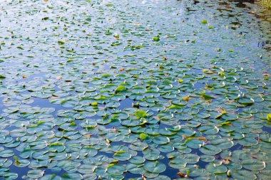 Göletteki nilüferlerin arka planı. Su zambağı gölet suyunda yapraklanır. Lily 'nin geçmişi. Zambak yaprağının doğal arkaplanı.