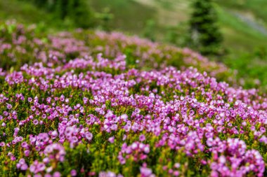 Pembe dağ keneviri çiçeği. Doğada dağ keneviri çiçeğinin kır çiçeği olan bir çayır. Yaz doğası. Çiçek açan bitki. Felsefe bitkisi çiçeği. Dağ keneviri çiçeği..
