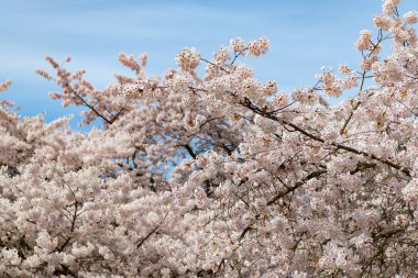 Sakura ağacı çiçek açar baharda doğa arka planı.