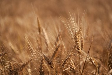 Altın buğday kulakları. Tarımsal tarla manzarası, buğday manzarası, güzel bir yaz manzarası. Ekin tarlası. Tahıl hasadı. Altın çivi. Buğday tarlası. Altın buğday tarlası.