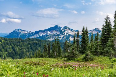 Manzara kozalaklı orman. Yeşil vadi manzarası. Çayırın doğa manzarası. Vadi ve dağ manzarası. Dağ vadisi. Çam ağacı ve ormanlı dağ manzarası.