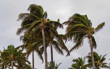 Florida Kasırgası. Kasırgada palmiye ağacı. Miami 'de tropik bir sahil. Palmiye ağacıyla tropik rüzgarlı hava. Güçlü rüzgar. Egzotik doğa. Rüzgarlı havada palmiye ağacı. Sallanan palmiye ağaçları.