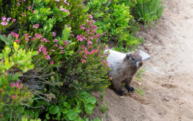 Dağ kemirgeni. Capybara açık havada. Vahşi bir hayvan. Köstebek yerde. Kemirgen dağ sıçanı. Kemirgen dağ sıçanı hayvanı. Vahşi yaşam doğası. Marmot capybara. Dağ sıçanı vahşi dağ sıçanı. Meraklı dağ sıçanı..