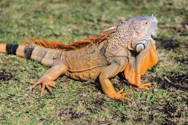 Egzotik sürüngen hayvanı. Vahşi yaşam hayvanı. Tropikal yağmur ormanlarındaki sürüngen hayvan. Vahşi yaşam hayvanat bahçesi ormanı. Ormanda iguana kertenkelesi. Amerikan iguana otçul kertenkelesi. Egzotik iguana sürüngeni. İguana türleri.