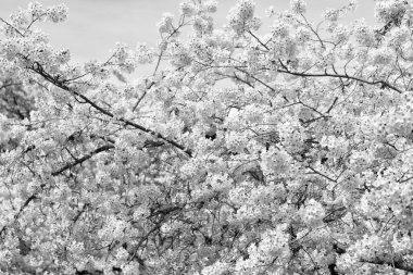 Sakura ağacı çiçeği baharda çiçek açar..