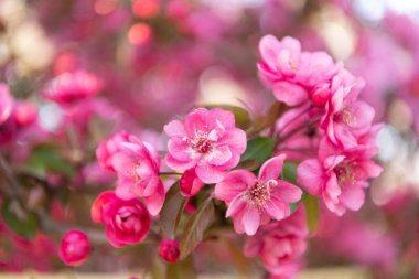 Pembe çiçekli sakura çiçeği. Çiçek açan sakura çiçeği. Çiçek açan sakura dalda çiçek açıyor. Çiçek açan sakura çiçeğinin fotoğrafı..