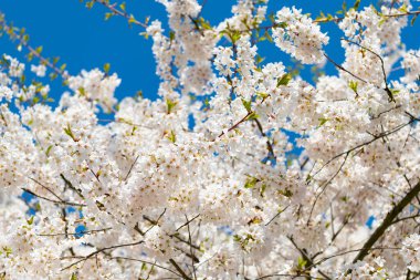Mavi gökyüzüne karşı pembe Sakura çiçeği. Bahar doğası. Çiçekli Sakura ağacı. Çiçek açan Sakura. Sakura çiçeği ve çiçek. Güzel bir bahar sezonu. Japon kiraz çiçekleri.