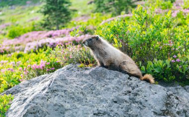 Kemirgen dağ sıçanı hayvanı. Vahşi yaşam doğası. Marmot capybara. Dağ sıçanı vahşi dağ sıçanı. Dağ kemirgeni. Capybara açık havada. Hayvanat bahçesindeki vahşi hayvan. Parktaki dağ sıçanı. Kemirgen hayvan dağ sıçanı..