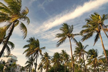 Palmiye ağacıyla tropik bir açık hava sahnesi. Tropik yaz tatili. Egzotik doğa. Palmiye ağacı. Miami, Florida 'da yaz tatili. Kaliforniya palmiyesi. Miami 'de tropik bir sahil. Vaha..