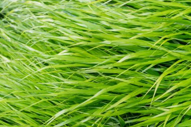 Yeşil doğa geçmişi. Otlak arazisi çayırı. Çimen arka planı. Doğa çevresi. Yeşil çimenler. Yeşil çimenli doğa. Çimenli bir yaz çimenliği. Bereketli bitki örtüsü.