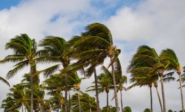 Rüzgarlı havada palmiye ağacı. Florida 'nın güney sahilinde kasırga. Kasırgada palmiye ağacı. Miami 'de tropik bir sahil. Palmiye ağacıyla tropik rüzgarlı hava. Güçlü rüzgar. Egzotik doğa.