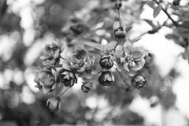 Çiçek açan sakura dalda çiçek açıyor. Çiçek açan sakura çiçeğinin fotoğrafı. Çiçek açan sakura çiçeği. Çiçek açan sakura çiçeği..