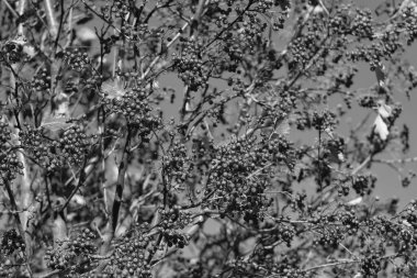 Kırmızı böğürtlen dallı ve gökyüzü arkaplanlı rowan üzümü ağacı.