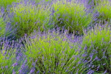 Çiçek tarlası. Lavanta tarlası. Yazın lavanta çiçeği. France Provence sahasında. Mor lavanta doğada çiçek açar. Doğanın bileşimi. Çiçek açan yaz çiçekleri. Çiçekli lavanta tarlası.