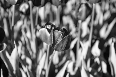 Çiçek tarhında lale çiçeği. Yazın lale çiçeği. Lale çiçeği resmi. İlkbaharda lale çiçeği.