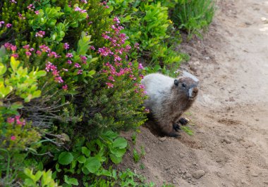 Capybara açık havada. Vahşi bir hayvan. Köstebek yerde. Kemirgen hayvan dağ sıçanı. Kemirgen dağ sıçanı hayvanı. Vahşi yaşam doğası. Marmot capybara. Dağ sıçanı vahşi dağ sıçanı. Kereste kemirgeni..