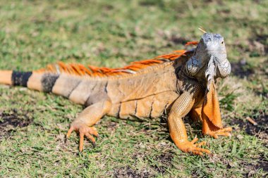 Vahşi yaşam hayvanat bahçesi ormanda. Çimlerin üzerinde iguana kertenkelesi. Amerikan iguana otçul kertenkelesi. Egzotik iguana sürüngeni. Egzotik sürüngen hayvanı. Vahşi yaşam hayvanı. Doğadaki sürüngen hayvan. Güneşlenen iguana.