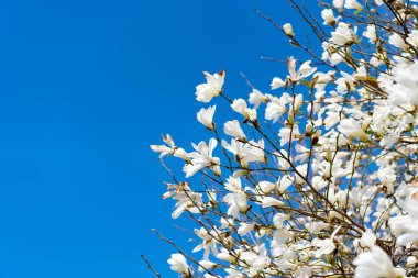 Bahar doğası. Çiçekli manolya ağacı. Çiçekli manolya. Manolya çiçeği ve çiçek. Güzel bir bahar sezonu. Mavi gökyüzüne karşı pembe manolya çiçeği. Çiçek dalları.