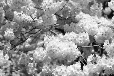 Ağacın dalında kayısı ağacı çiçeği, seçici odak. makro doğa.