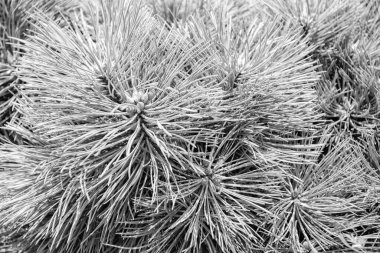 Çam ağacının yeşil dalı. Yeşil arka planda kozalaklı ağaç iğneleri. Noel ağacının iğneleri. Çam poleni. Çam ağacı dalı. Yeşil doğa arka planı, yakın plan.