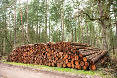 Ağaç kütüğü, kereste kütüğü. Kereste hasadı. Kereste endüstrisi. Timber ürün deposu. Ormandaki ağaç kütüğü. Çam ağacı kütüğü. Yumuşak kereste. Ormanların tahrip edilmesi ve kesilmesi. Kesik odun yığını.