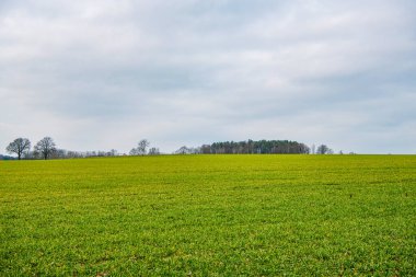 Yeşil çim tarlası ve kır doğası olan kırsal alan..