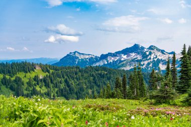 Yeşil vadi manzarası. Dağ kırsalında doğa. Kırsal vadinin manzarası. Dağ vadisi. Çam ağacı ve ormanlı dağ manzarası. Dağlı orman doğası. Nefes kesici manzara..