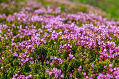 Dağ keneviri çiçeği. Pembe dağ keneviri çiçeği. Doğada dağ keneviri çiçeğinin kır çiçeği olan bir çayır. Yaz doğası. Çiçek açan bitki. Felsefe çiçeği vurgu vurgusu..