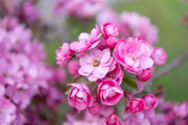 Bahar zamanı sakura kirazı dalda çiçek açıyor. İlkbahar Sakura çiçeğinin fotoğrafı. Bahar zamanı sakura çiçeği. Bahar mevsimi sakura çiçeği.