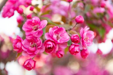 Baharın Sakura çiçeğinin fotoğrafı, makro. Bahar zamanı sakura çiçeği. Bahar mevsimi sakura çiçeği. Bahar geldi Sakura dalda çiçek açıyor..