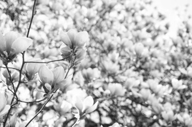 Baharda çiçek açan manolya ağacının pembe çiçekleri. Boşluğu kopyala.